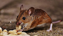 24 Hour & Emergency Exterminators in Pawleys Is, SC